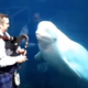 Illustration for article titled This Video of Belugas Jamming out to Bagpipes Is Almost Too Much